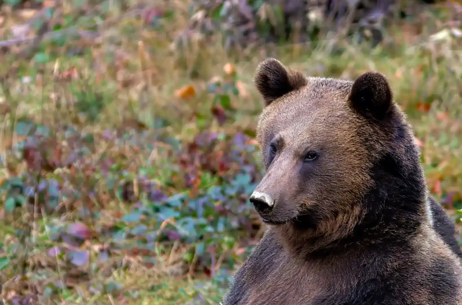 Ie Orso Bruno